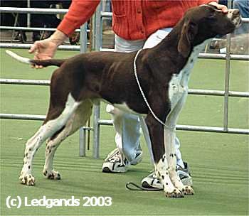3rd Special Yearling Dog